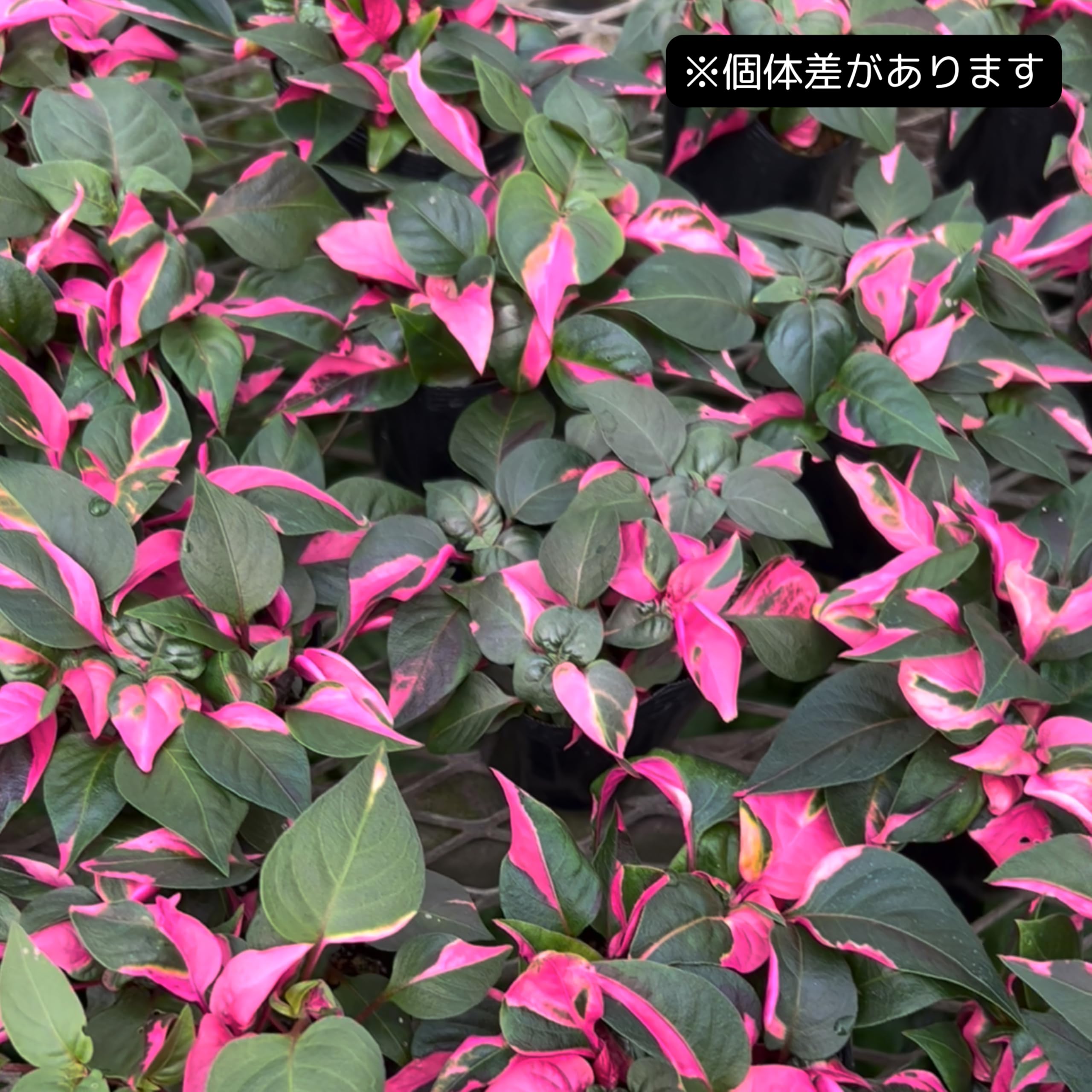 Amazon｜inakougei（イナコウゲイ） 観葉植物 おしゃれ 小さめ ミニ 