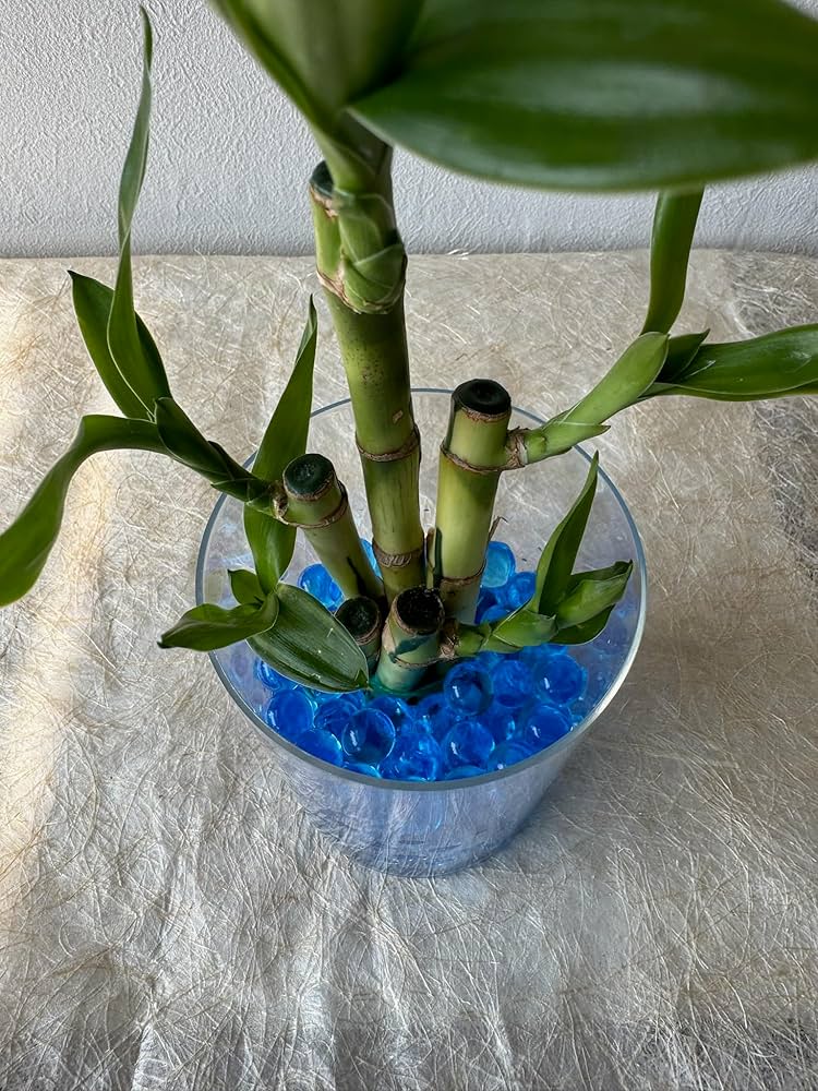 Swarovski ミリオンバンブー 530d0585d21f76e3f63697ef3d7848