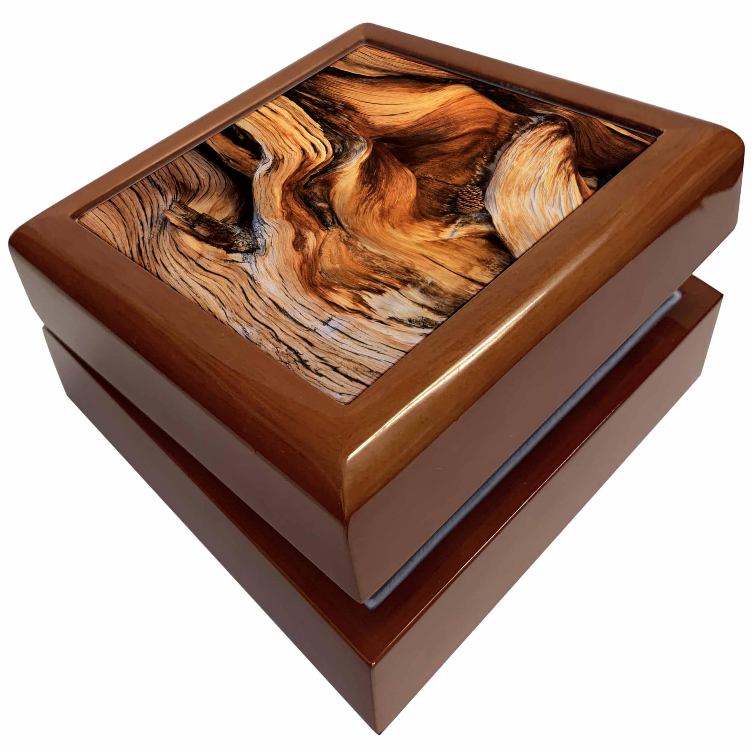 3dRose CA, Bristlecone pine cone, Inyo National Forest - US05 SSM0063 - Scott T. Smith, Jewelry Box jb-88640-1