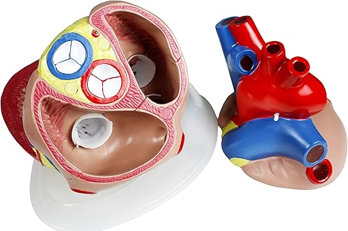 Miniatura 3 de Parco Scientific PB00146 Modelo de corazón jumbo - 3 piezas, tamaño natural 5X