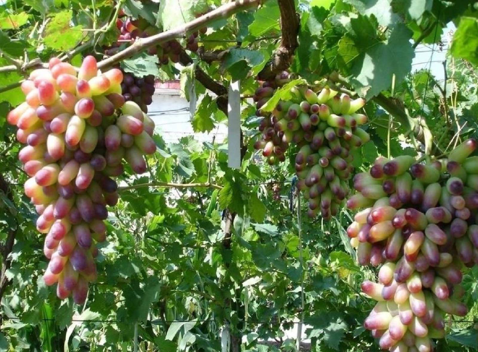 Amazon.com : zellajake 30PCS Rare Finger Grape Seeds Advanced