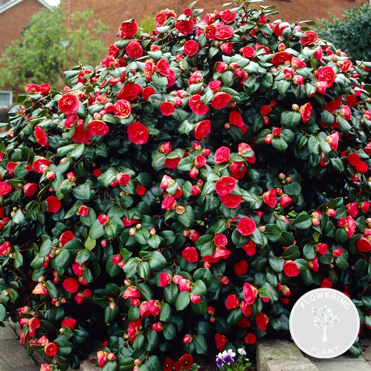 Bloomique - Camellia japonica 'Black Lace' - Camellia - Japanese Rose -  Shrub - Evergreen - Height 30-35 cm - Pot 15 cm : Amazon.de: Garden