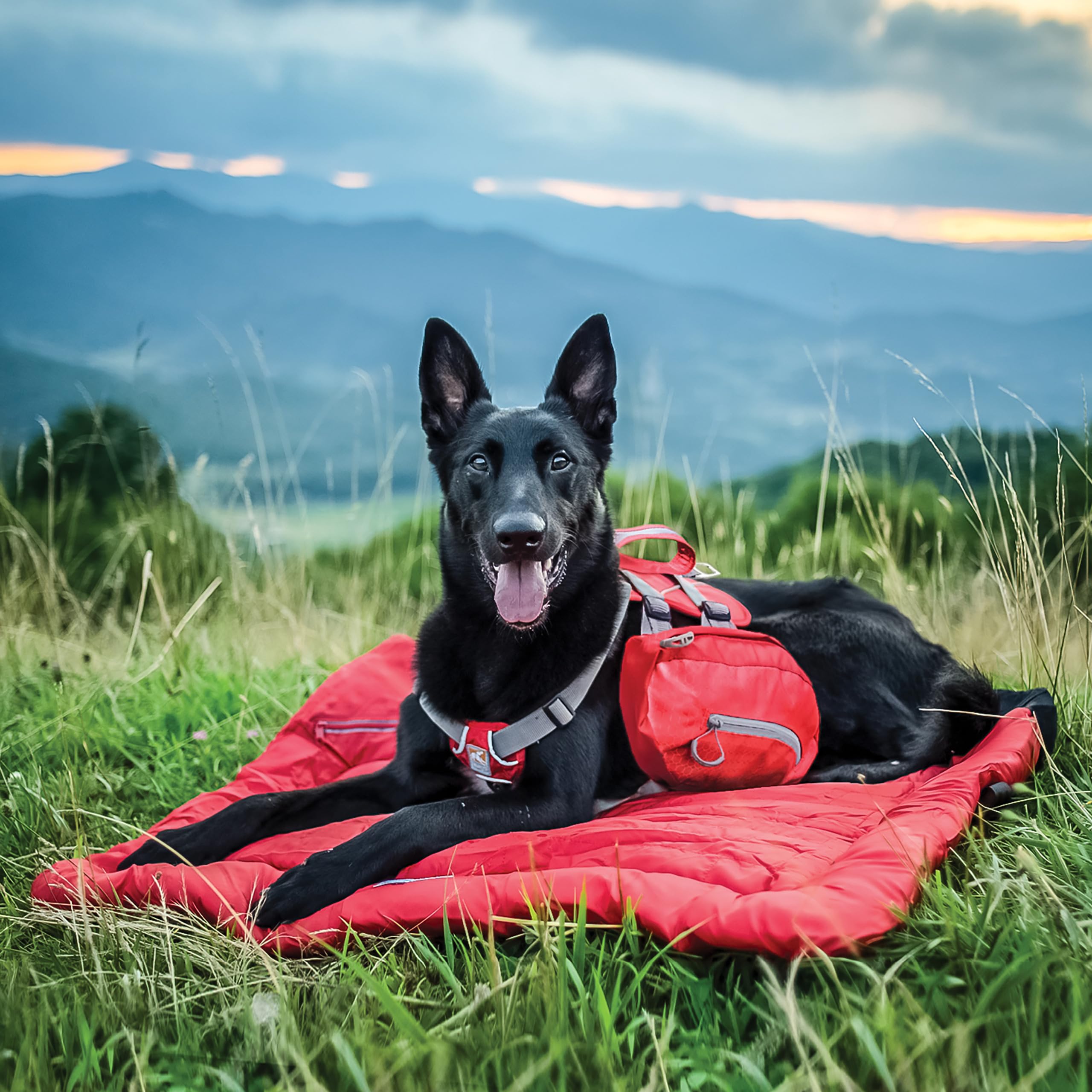 Kurgo Baxter Hunderucksack mit Geschirr - Abenteuer Rucksack - Ergonomische Rückenstütze - Ausbalanciertes Design - Langlebiger Wanderrucksack, Hundezubehör - Großer Baxter (23-45 kg) - Chili/Barnrot