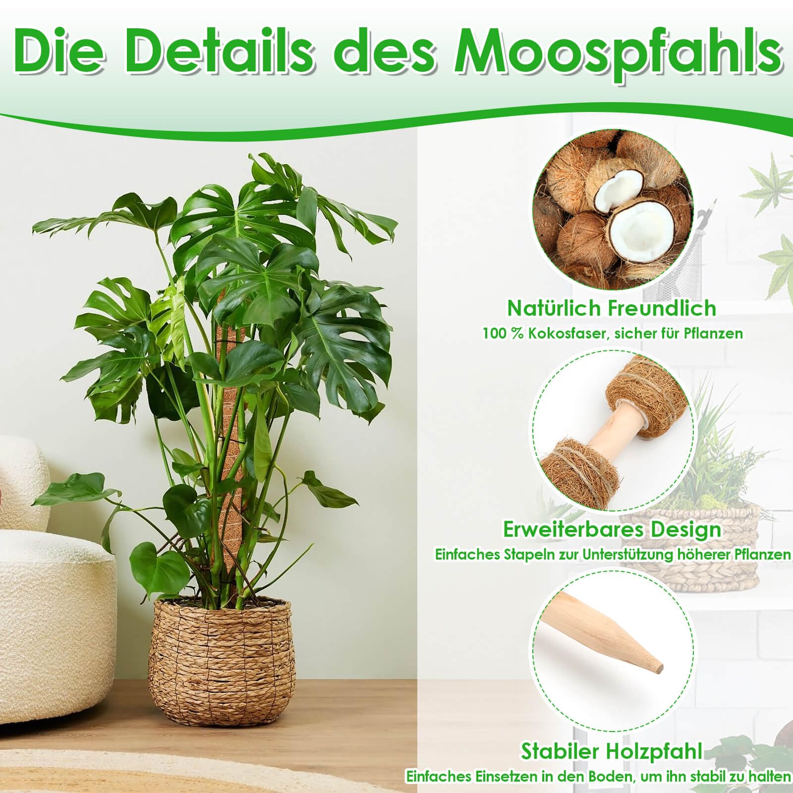 selizo Monstera Rankhilfe, 2 Stck 42cm Moosstab fr Monstera,Pflanzstab  Kokosstab Monstera mit Zubehr, Rankhilfe Monstera fr Kletterpflanzen  Rankhilfe Zimmerpflanzen : Amazon.de: Garten