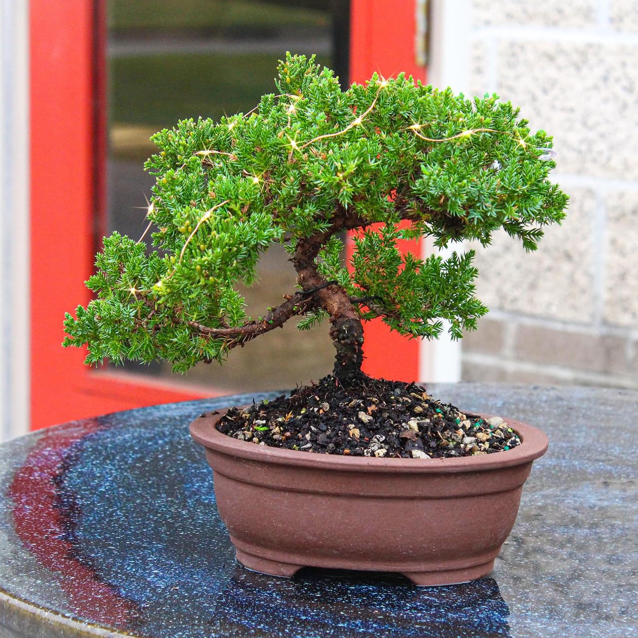 Brussel's Bonsai - Medium Juniper Live Bonsai Tree, Potted Outdoor Plant