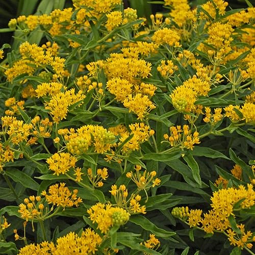 Miniatura 7 de Outsidepride Hello Yellow Milkweed Seeds  100 piezas perennes, tolerantes al calor y a la humedad, semillas de flores silvestres aptas para