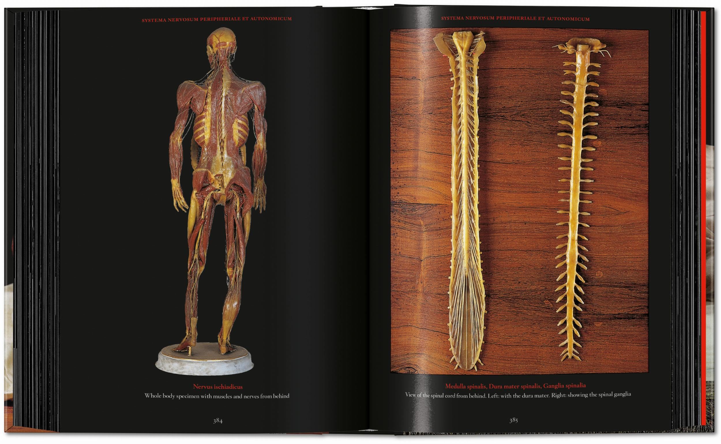 Anatomical Waxes. 45th Ed. (45th Edition)