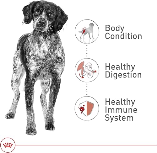 Miniatura 4 de Royal Canin Size Health Nutrition Medium Adult Dry Dog Food, 30 lb Bag