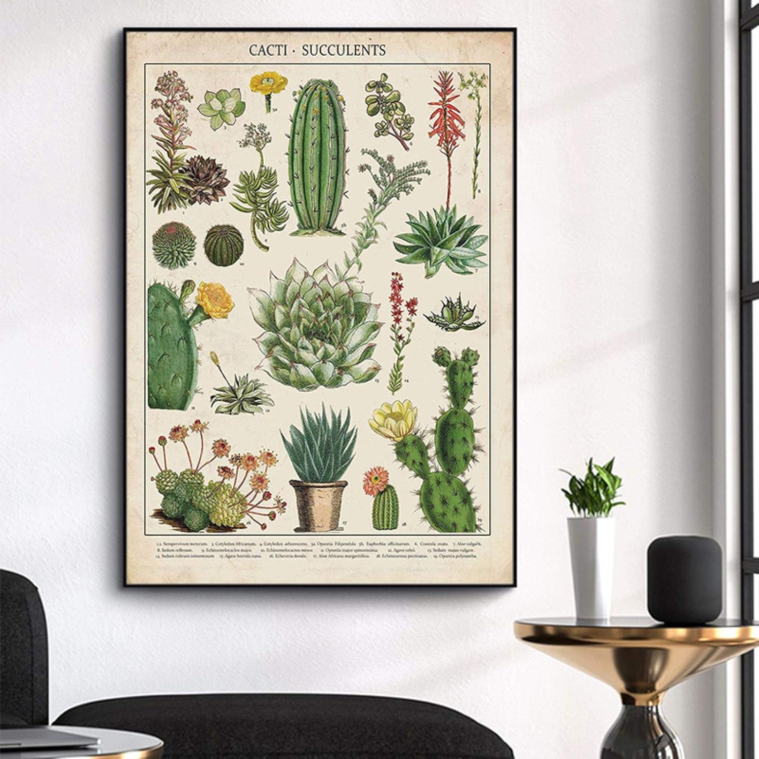 Amazon Co Jp キャンバスに印刷ヴィンテージ植物サボテンポスターキャンバス絵画プリント開花サボテン植物壁アート写真家の装飾 70x90cmフレームなし ホーム キッチン Amazon Co Jp キャンバスに印刷ヴィンテージ植物サボテンポスターキャンバス絵画プリント開花サボテン植物壁アート写真家の装飾 70x90cmフレームなし ホーム キッチン