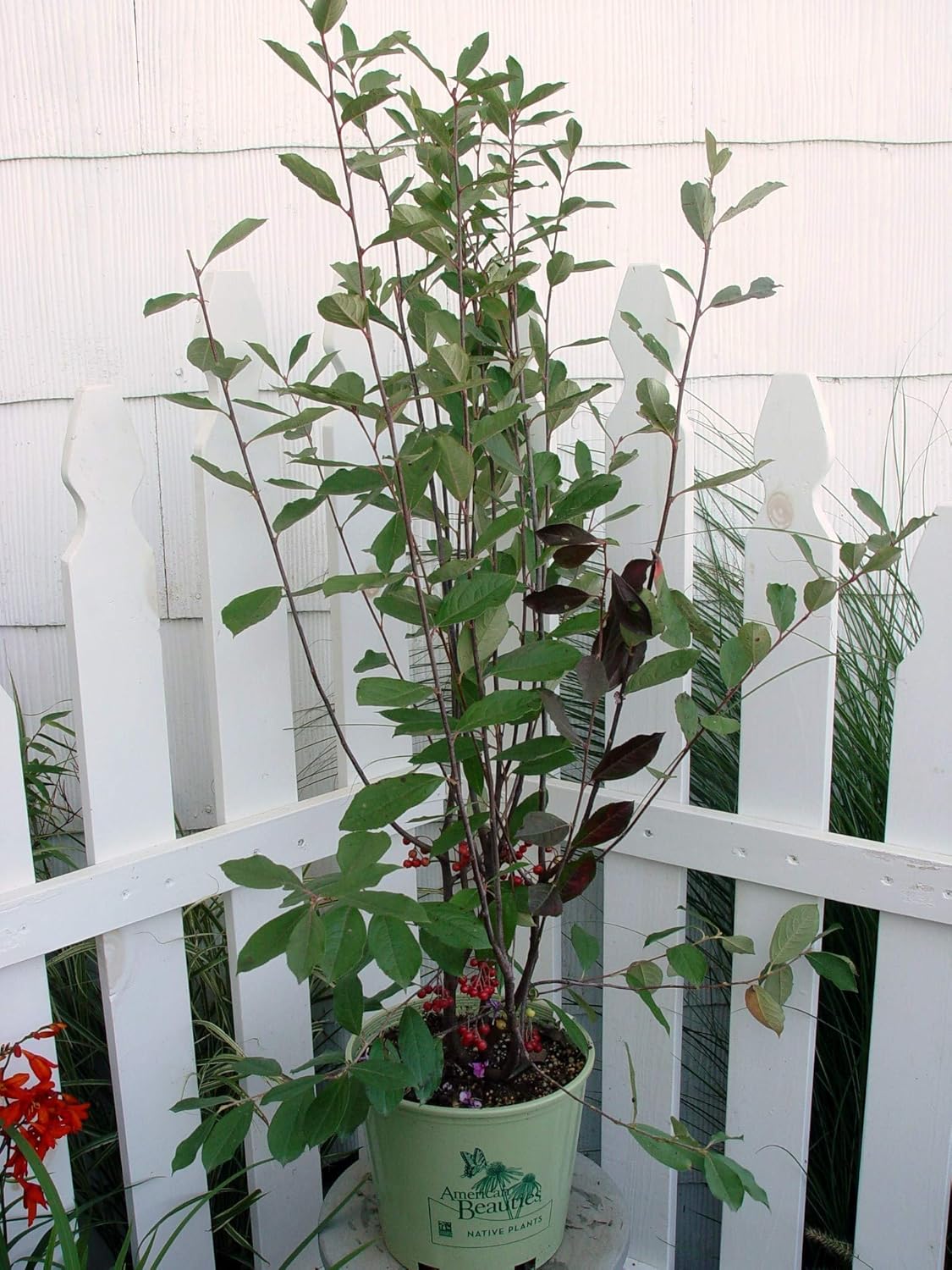 Aronia arb. 'Brilliantissima' (Red Chokeberry) Shrub, White Flowers, #3 - Size Container