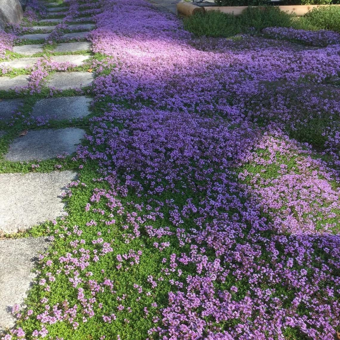 Buy Solution Creeping Thyme 6000+ Walk on Me,Thymus Serpyllum Flower