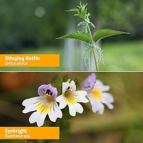 Miniatura 2 de Herb Pharm Herbs on The Go Spray portátil certificado orgánico listo para el polen, 1 onza