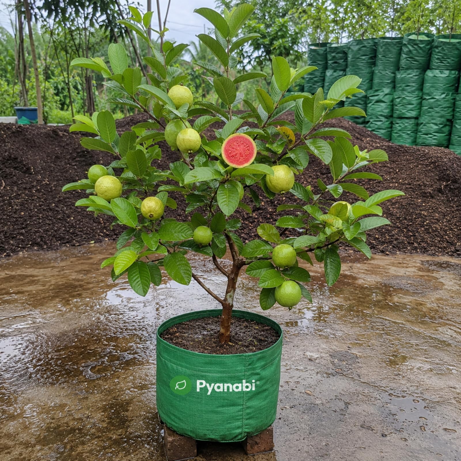 Thai Strawberry Plant - Grow Your Own! -29 Thai Strawberry Plant - Grow Your Own! -29