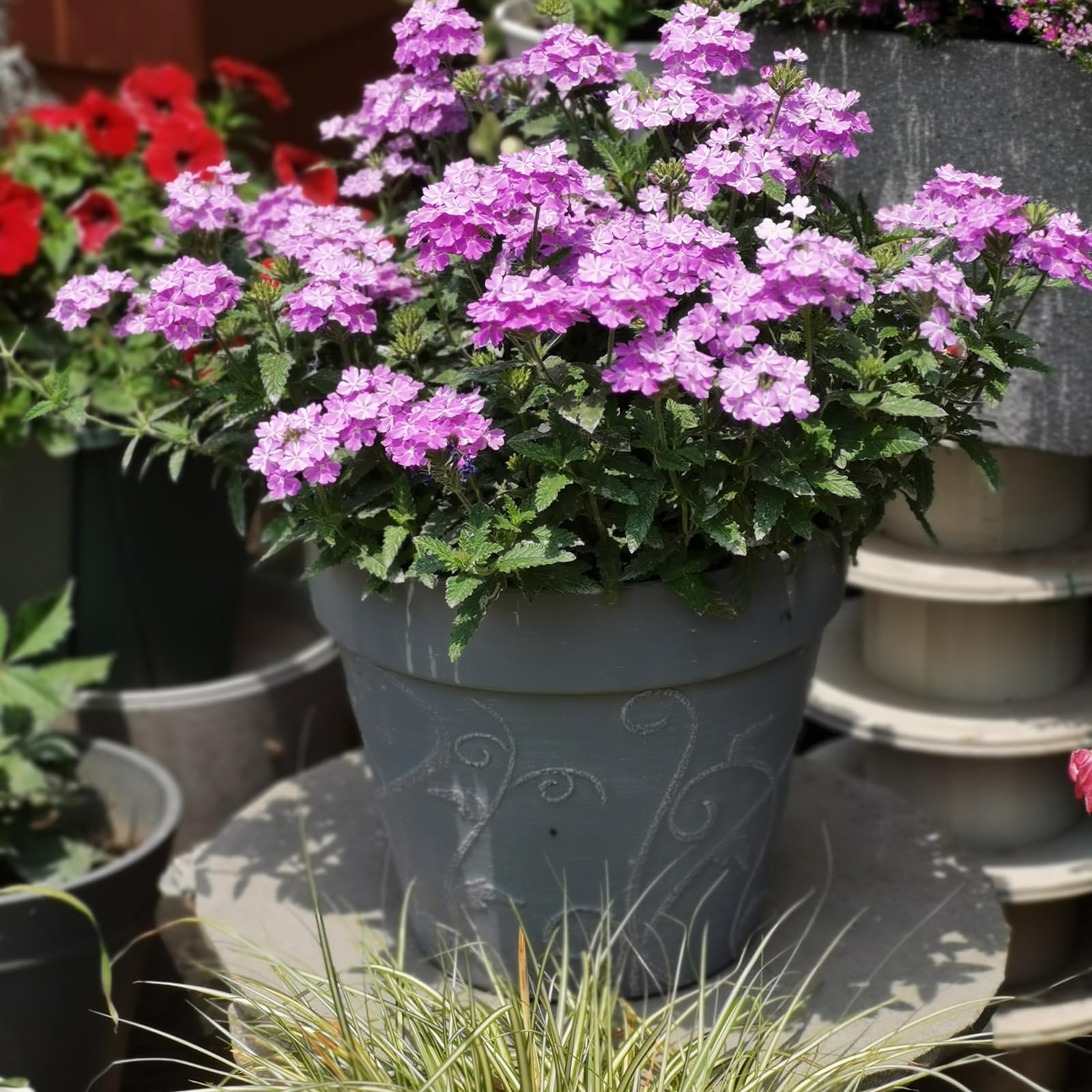 ZMTECH 25 cm Pots avec Soucoupes et Trous de Drainage, Pot de Plante Plastique Aspect Terre Cuite, Pot de Fleur Grand avec Plateau pour Plantes d'Intérieur Extérieur (Gris, Lot de 2)