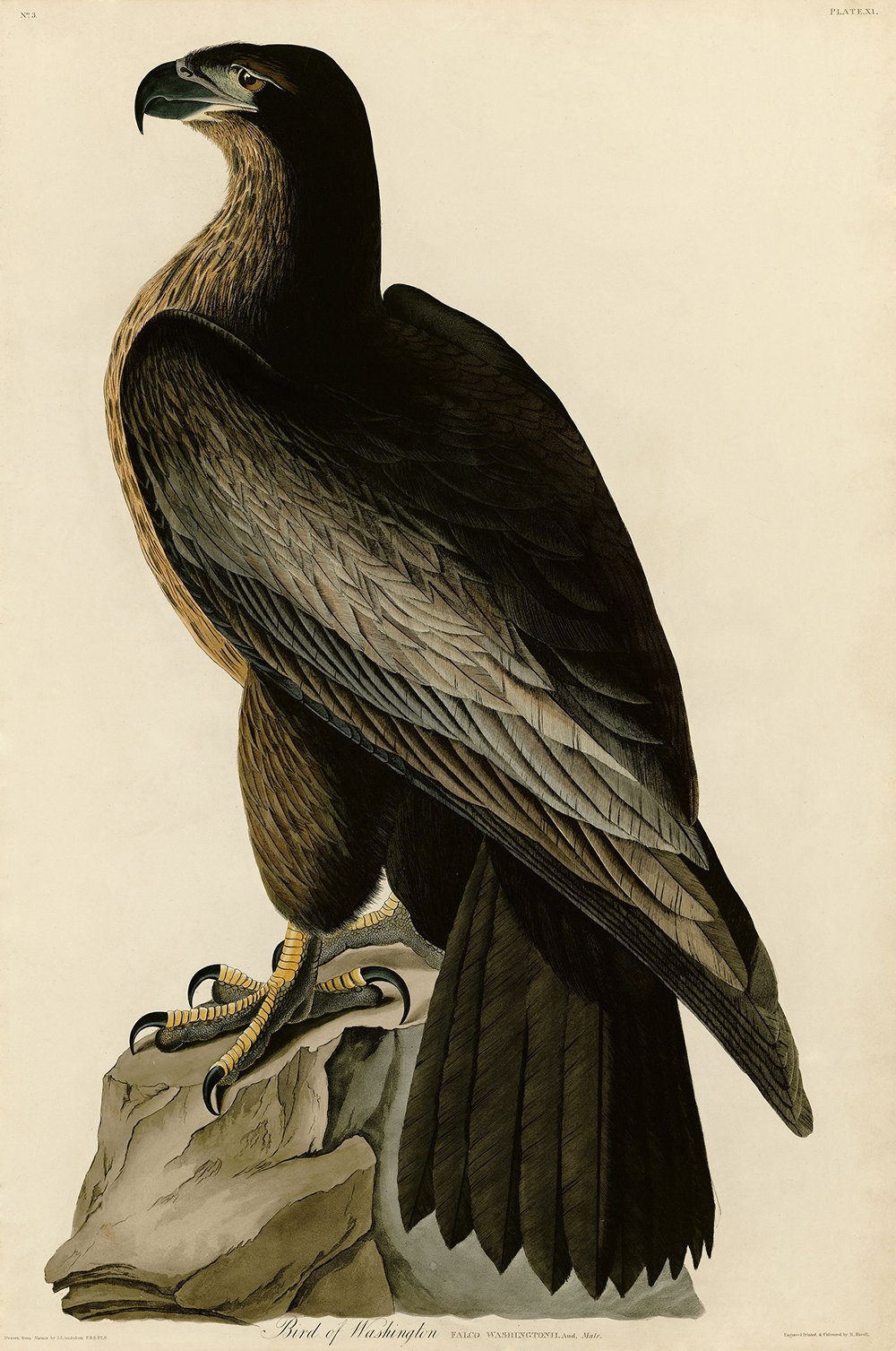 Bird of Washington Audubon Affiche - Décoration murale style cabinet de curiosités