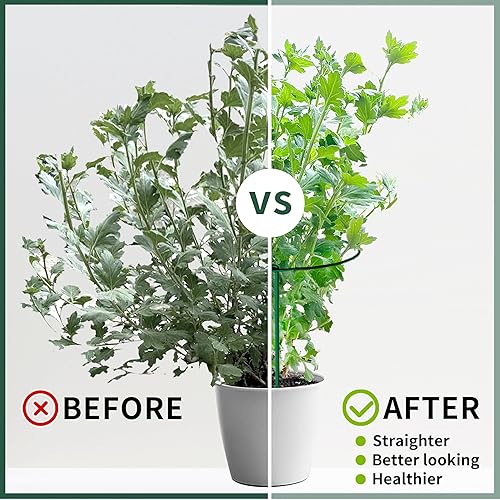 Miniatura 3 de Paquete de 10 estacas de soporte para plantas, jaulas y soportes de peonía de metal de 10 pulgadas de ancho x 24 pulgadas de alto, estacas para