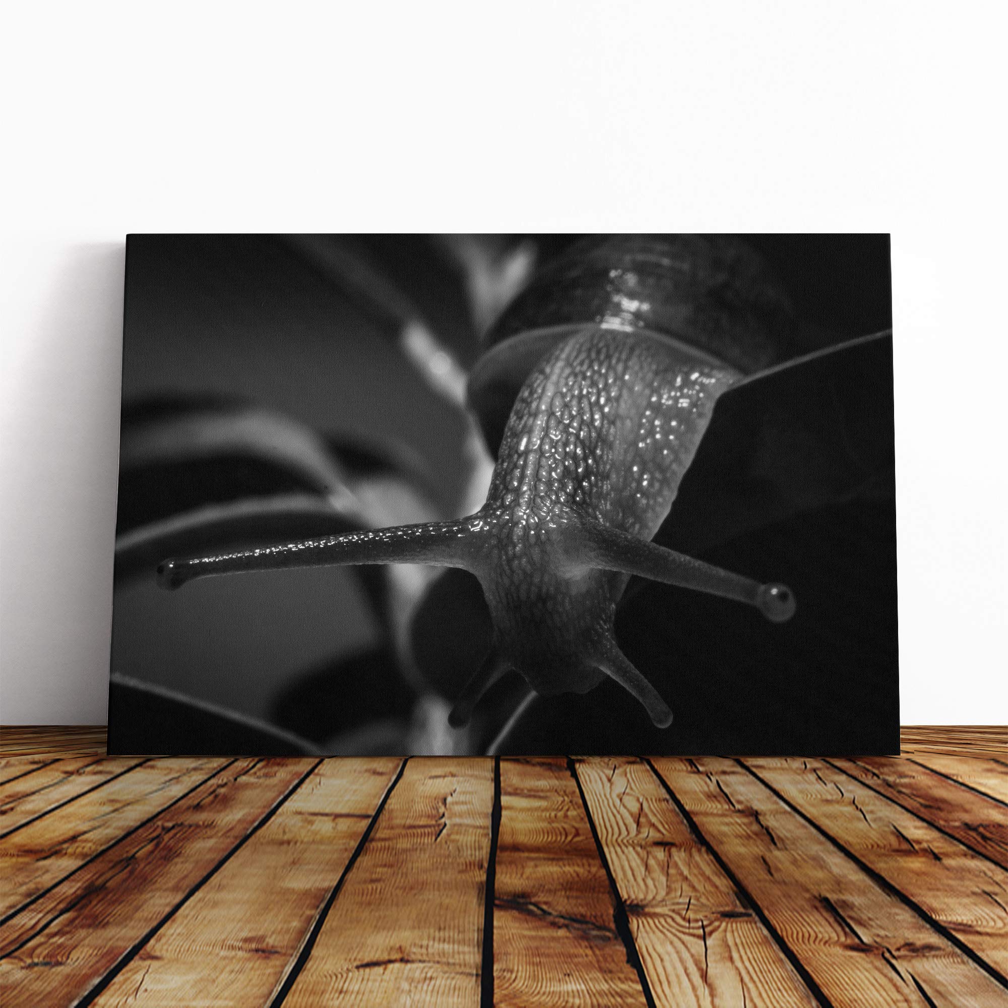 Snail (2) Canvas Print | Gallery Wrapped 30mm Frame Wall Art | 30x20 inches | Ready to Hang | Modern Picture | Living Room Bedroom Lounge Office