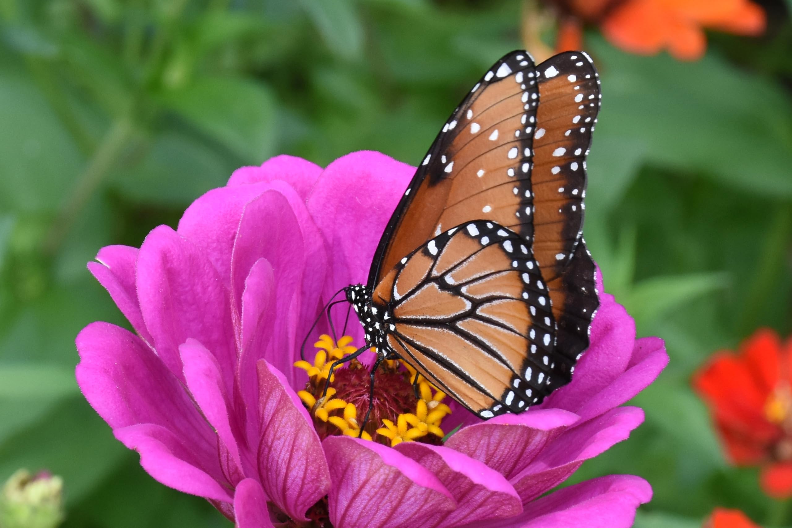 Zinnie (Zinnia elegans) ´Riesen-Mischung´ Samen. Schmetterlings Magnet (20000 Samen = 108,0g)