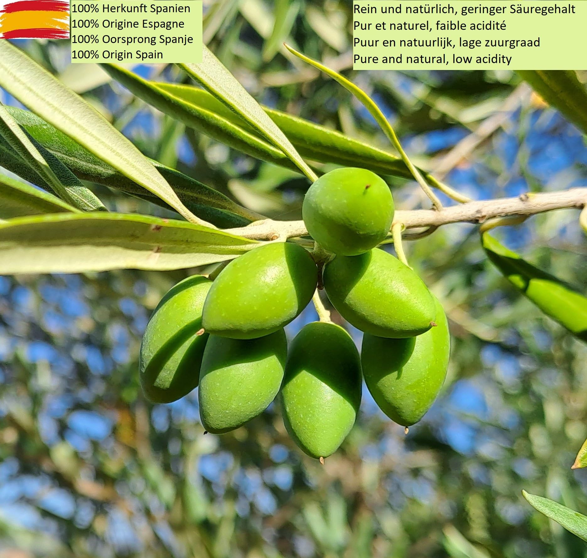 OLIVITAE. Huile d'Olive Extra Vierge 5 Litres. Agriculture Traditionnelle, Saveur Équilibrée. Tolède, Espagne.