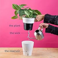 Vista 8 de Costa Farms Trending Tropicals - Planta de interior viva Begonia maculata de 15 pulgadas de alto, en maceta decorativa blanca