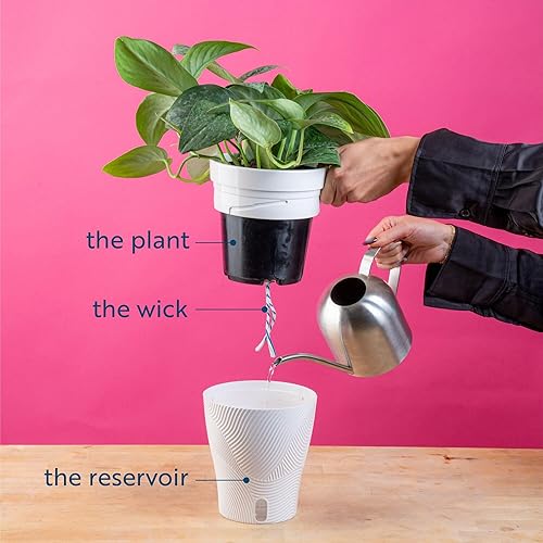 Miniatura 8 de Costa Farms Alocasia Regina - Planta viva en maceta de riego automático, planta de interior perfecta para decoración del hogar, habitación u