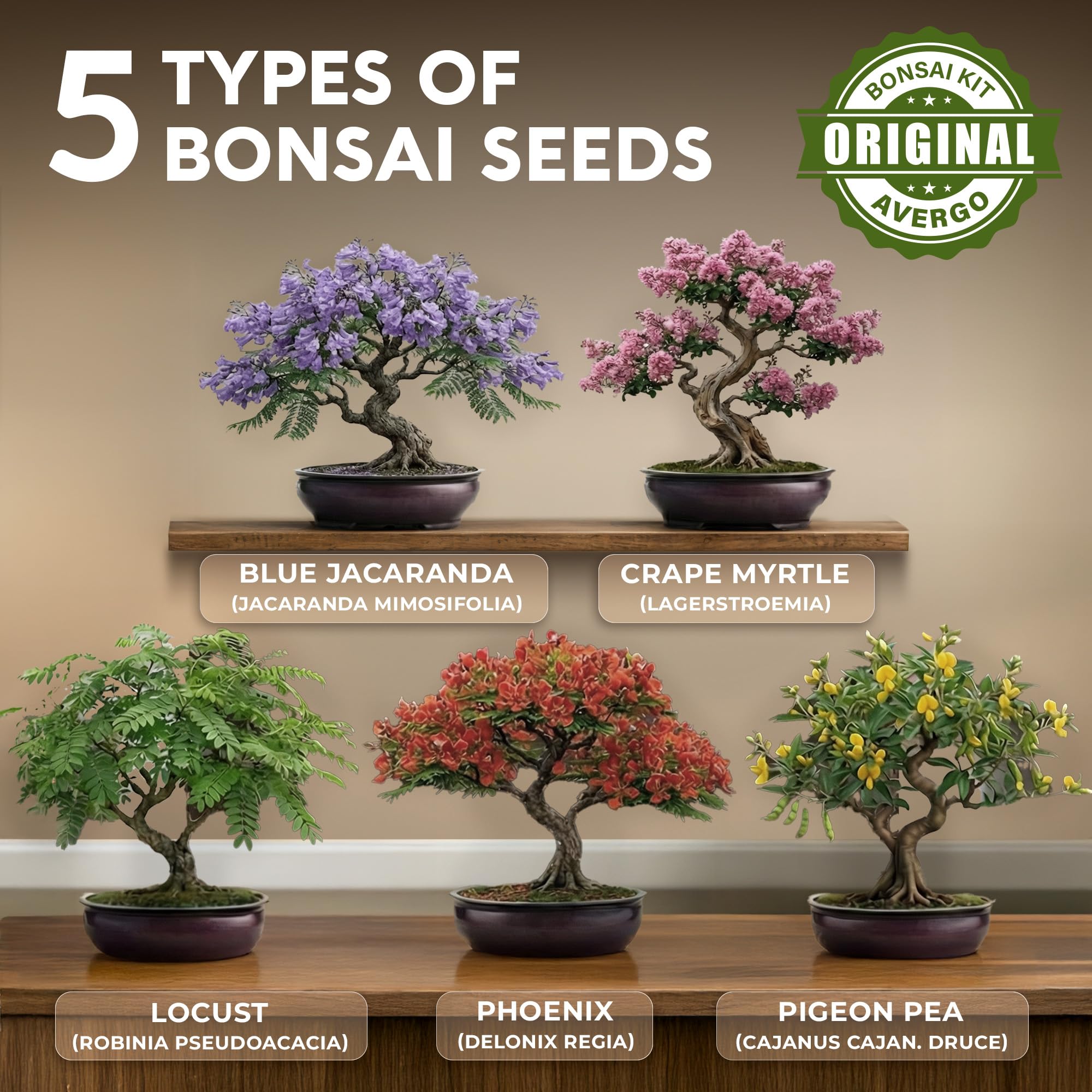 Kit de árbol bonsái - Kit completo de bricolaje para principiantes