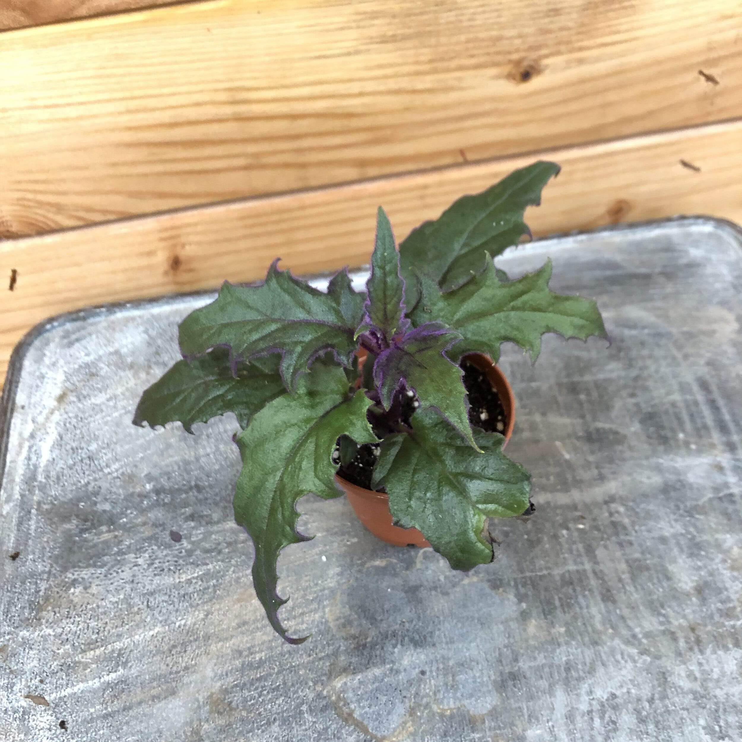 Gynura Aurantiaca Purple Velvet Plant