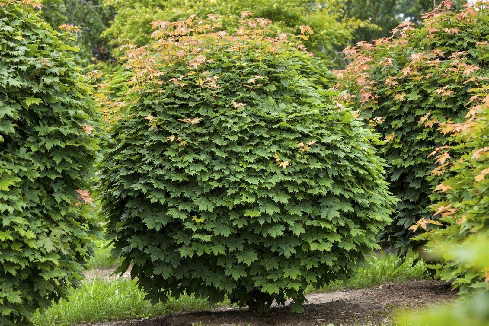 Kugelahorn Acer platanoides Globosum 125 cm Solitärbaum winterhart