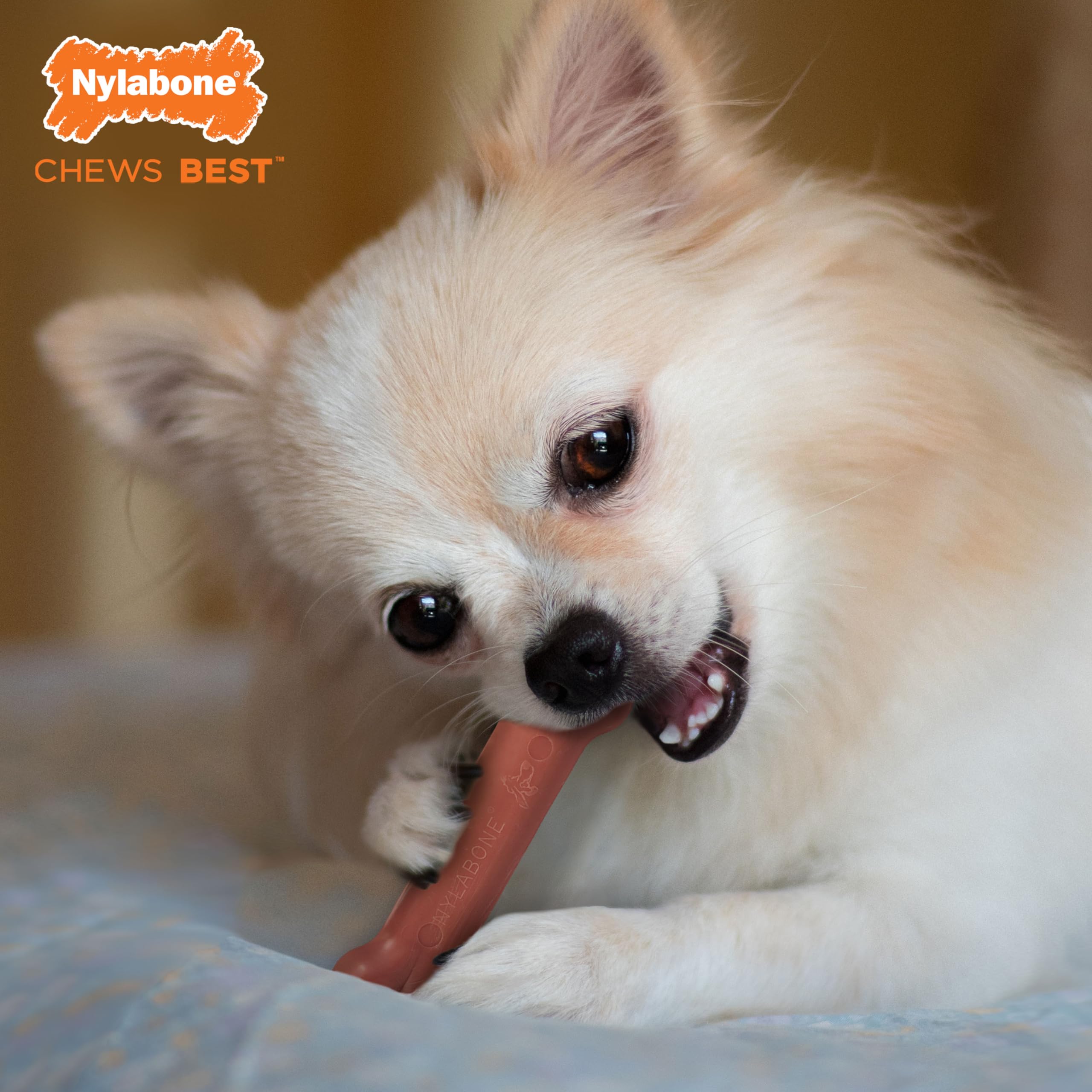 Nylabone Dura Chew Extreme Tough Dog Chew Toy Bone, Bacon Flavour, XS, for Dogs Up to 7 kg, Brown, Extra Small - Image 3