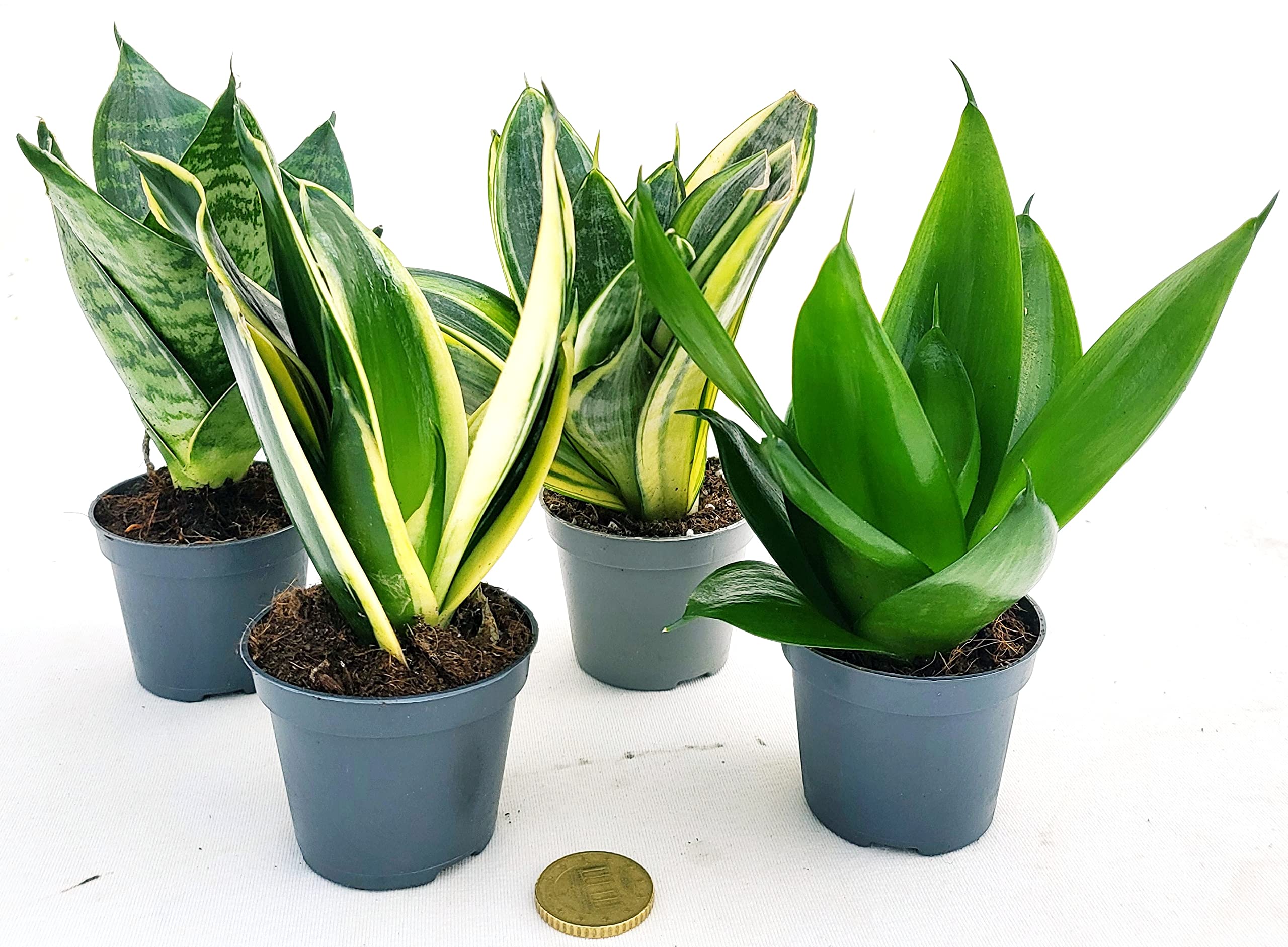 POWERS TO FLOWERS - SANSEVERIA MINI POKER, VASO 6CM DIAMETRO, Piante vere