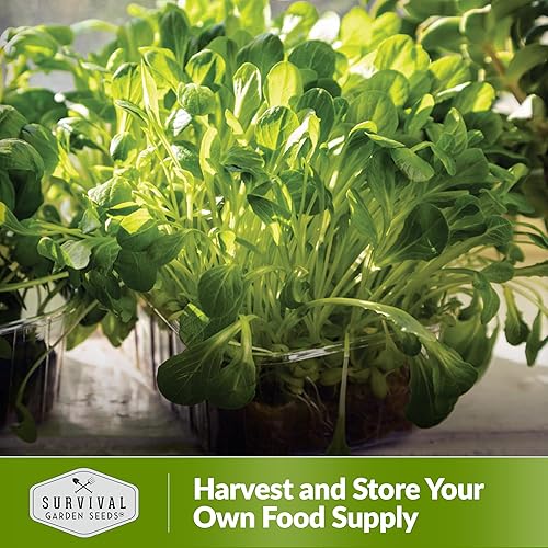 Miniatura 5 de Semillas de lechuga Microgreens para brotar y cultivar  1 paquete  Brote de hojas verdes aptas para principiantes, microverduras en interiores