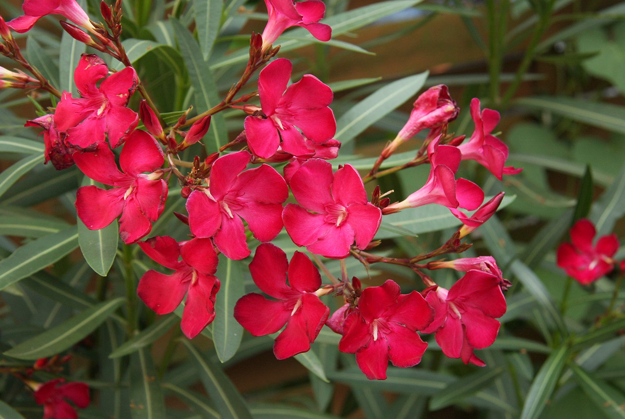 CooPany® Rare Sevvarali Live Plant/Red Nerium Oleander Live Plant