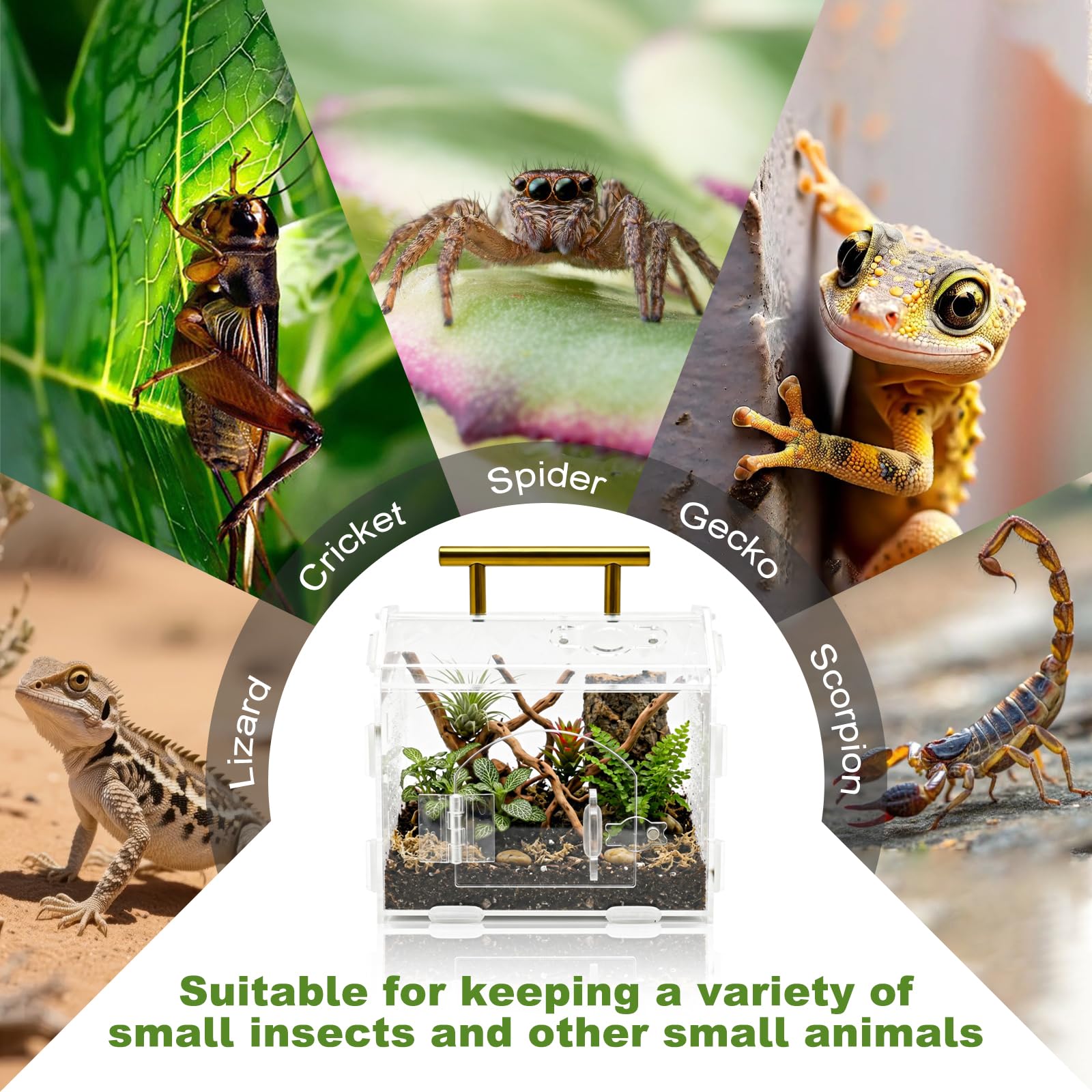Terrario Acrílico Portátil con Cierre Magnético y Asa - Terrario Reptiles Transparente con Ventilación Superior y Funda de Goma Desmontable, Ideal para Araña Saltarina