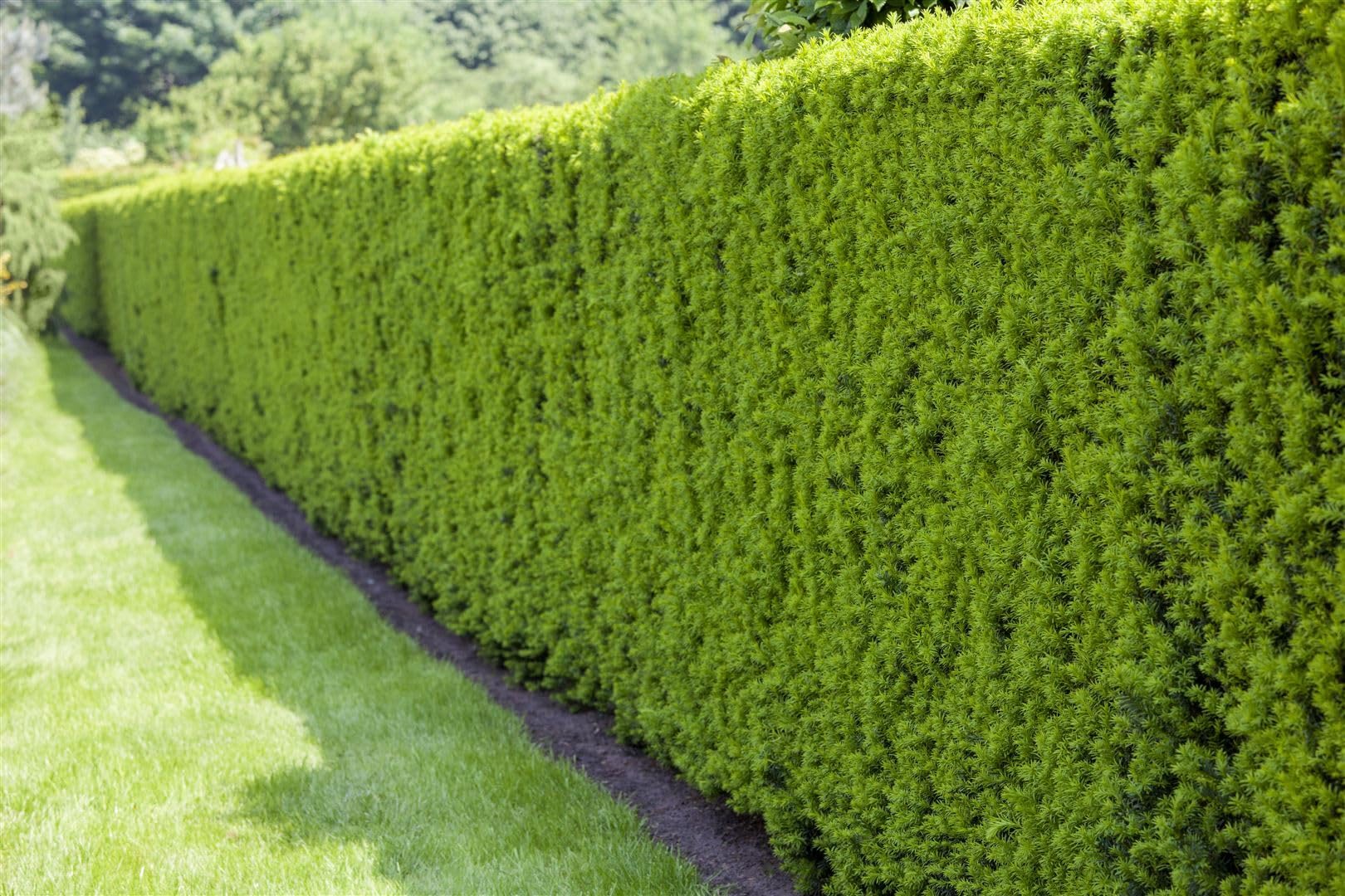 Taxus baccata 125-150 cm - Europische Eibe, immergrn, ideal fr Hecken,  schnittvertrglich, winterhart und pflegeleicht : Amazon.de: Garten