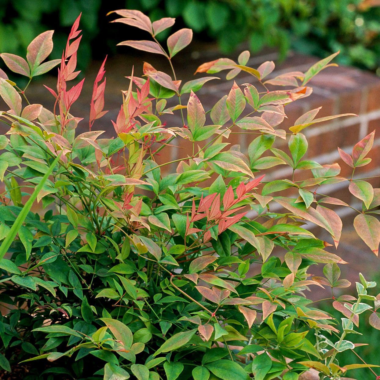 Nandina domestica "Bambù Sacro" pianta sempreverde a cespuglio in vaso ø18 cm Vivaio di Castelletto
