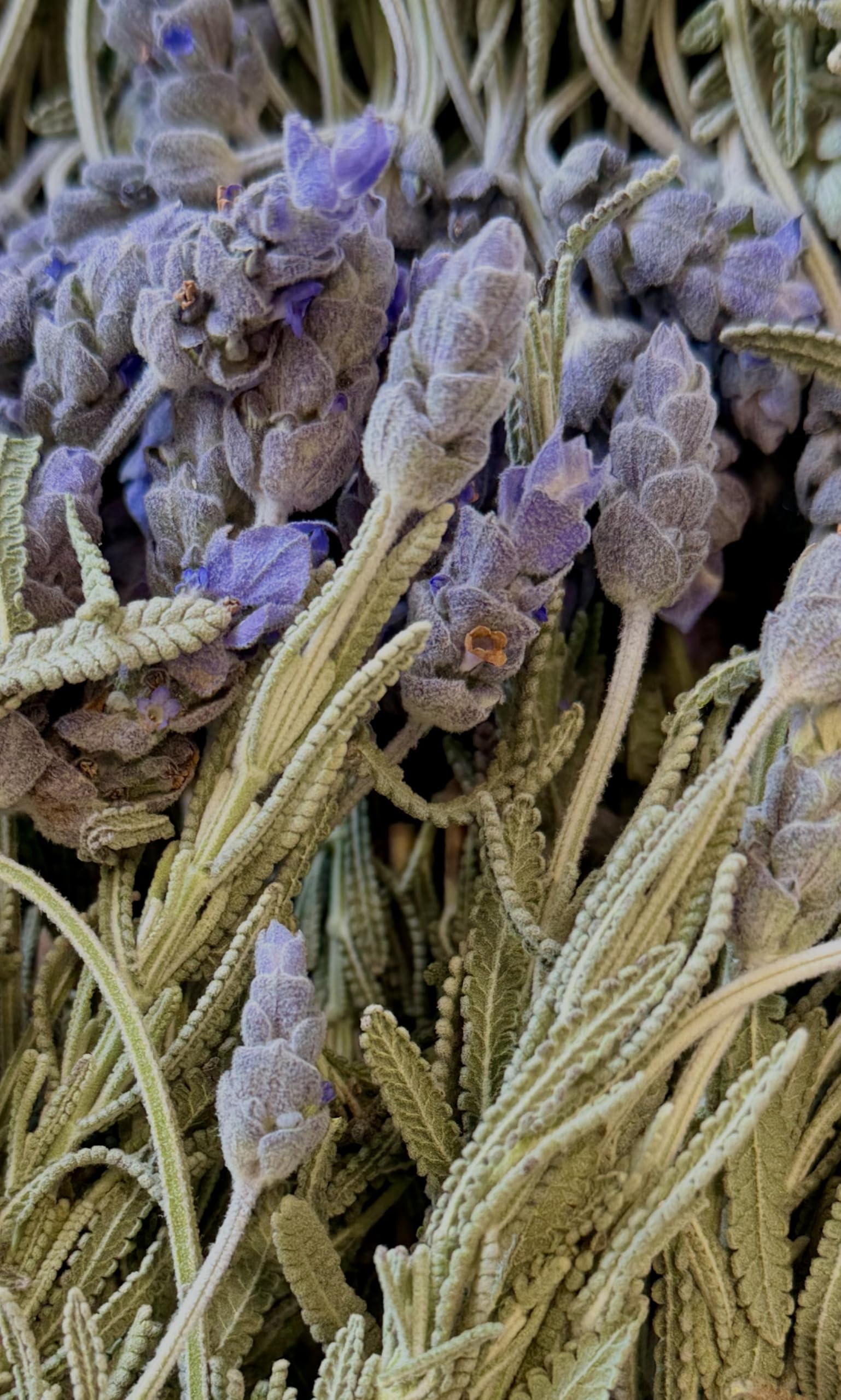 Amazon.com: Freshly Preserved Lavender Dried Flowers - Edible Lavender for  Drinks Toppers, Cakes Decoration, Baking & DIY Crafts - 25 USA-Grown  Freeze-Dried Edible Flowers - 0.2 Oz : Home & Kitchen