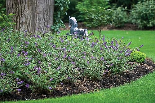 Miniatura 3 de Buddleia Nanho Blue - 10 plantas vivas - Arbusto de mariposa floreciente