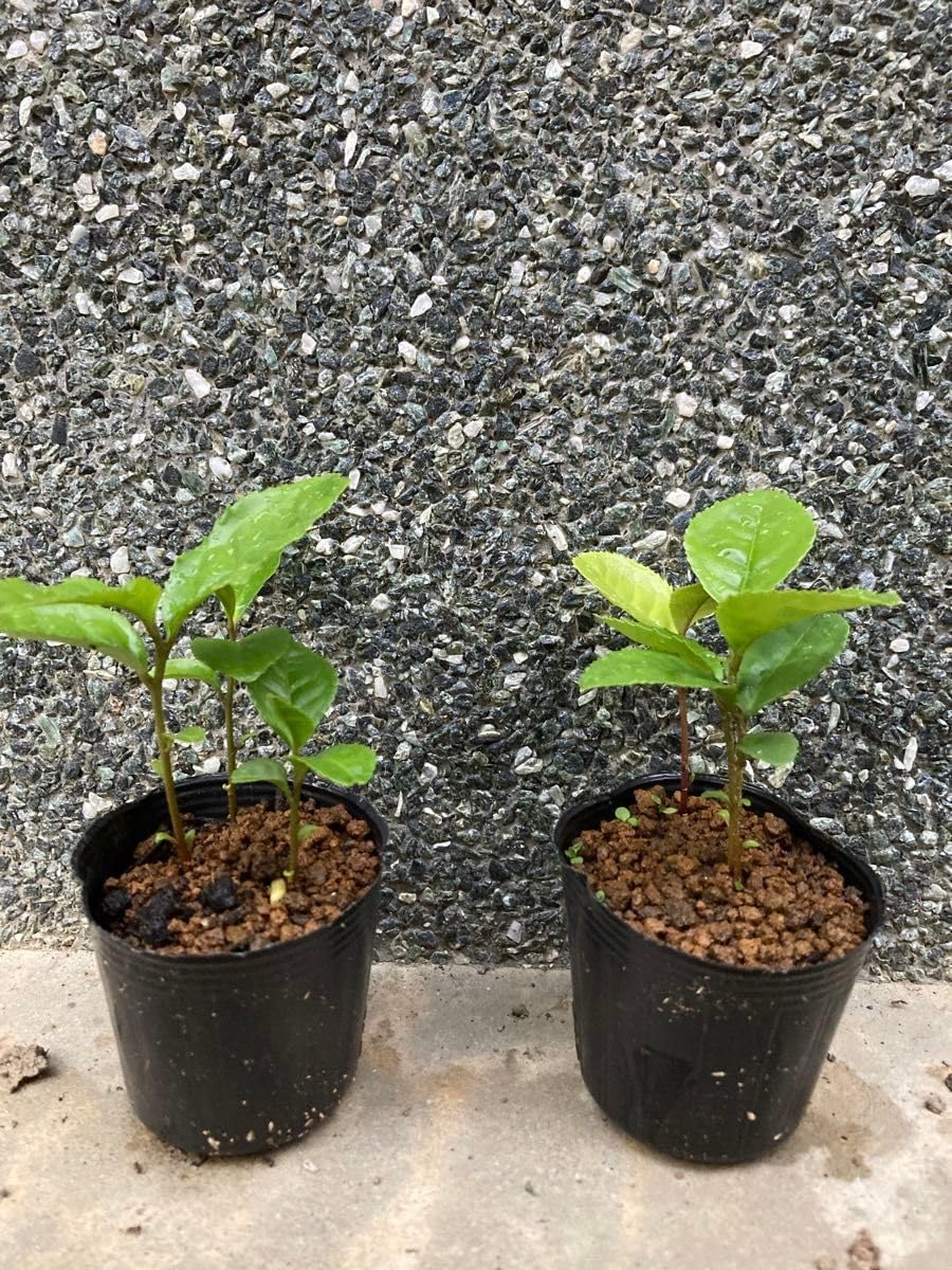 お茶の苗 ３本仕立&times;2ポット 茶の木 チャノキ 消毒なし 番茶 盆栽にも
