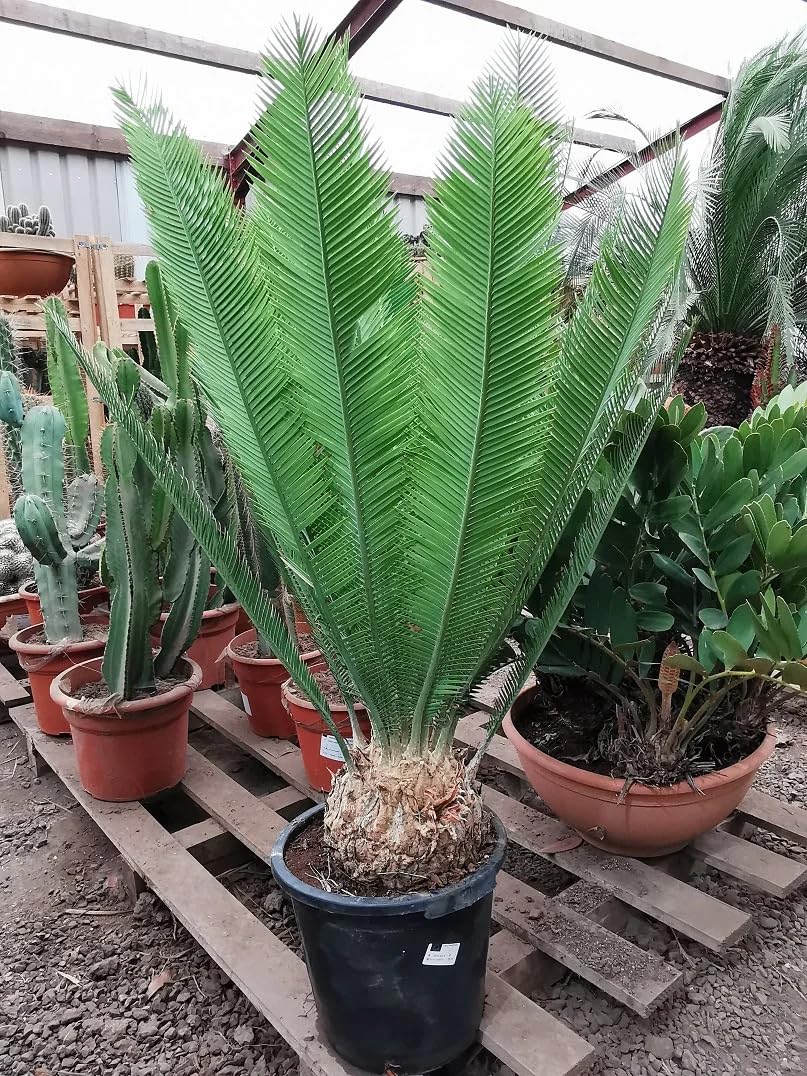 Dioon Edule Cycad Plant in Pot, Green Feathery Leaves Dioon Edule Cycad Plant in Pot, Green Feathery Leaves