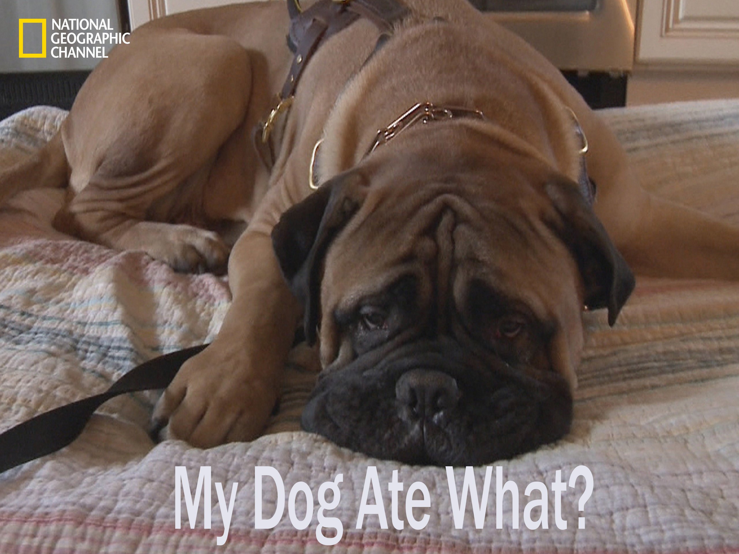 Can Dogs Digest Underwear