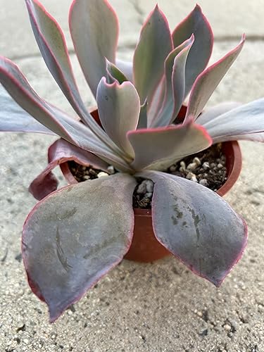 Miniatura 2 de Live Echeveria Afterglow Succulent Plant, 4 Inch Pot, Fully Rooted in Soil, Indoor Outdoor Home Office Decor and Gift Plant