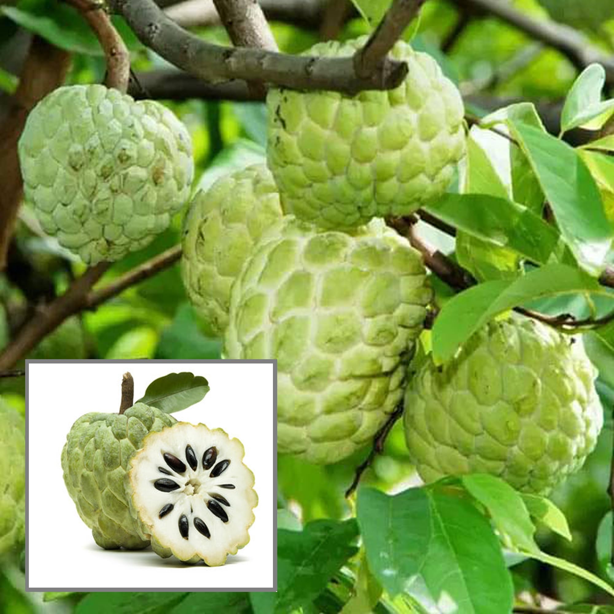 HAPING Balanagar Custard Apple Sugar Apple Sitafal Ata Grafted Fruit Live Plant (1.5-3 Feet Height) (B0CV4XJ7P9) Amazon Price History, Amazon Price Tracker