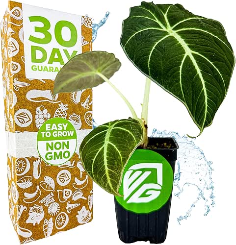 Black Velvet Elephant Ear Live Plant - Alocasia reginula -