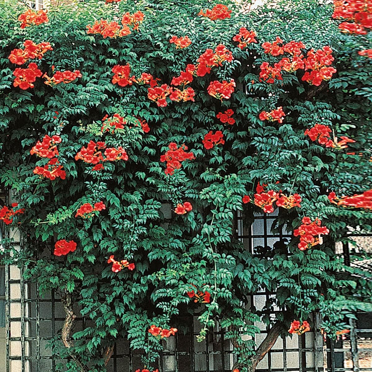 Grandiflora Orange Flowering Trumpet Vine Campsis Dormant Bare Root Deciduous Starter Shrub - 1 Starter Plant per Offer