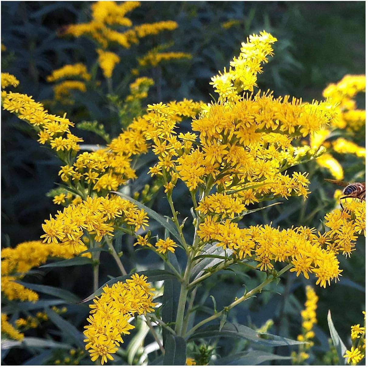 Everwilde Farms 1 Oz Old Field Goldenrod Native