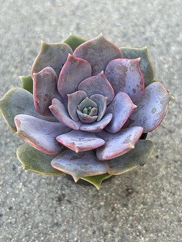 Miniatura 4 de Echeveria Pink Butterfly Live Succulent Plant, 2 Inch Pot with Soil, Fully Rooted for Home and Office Decor or Gift