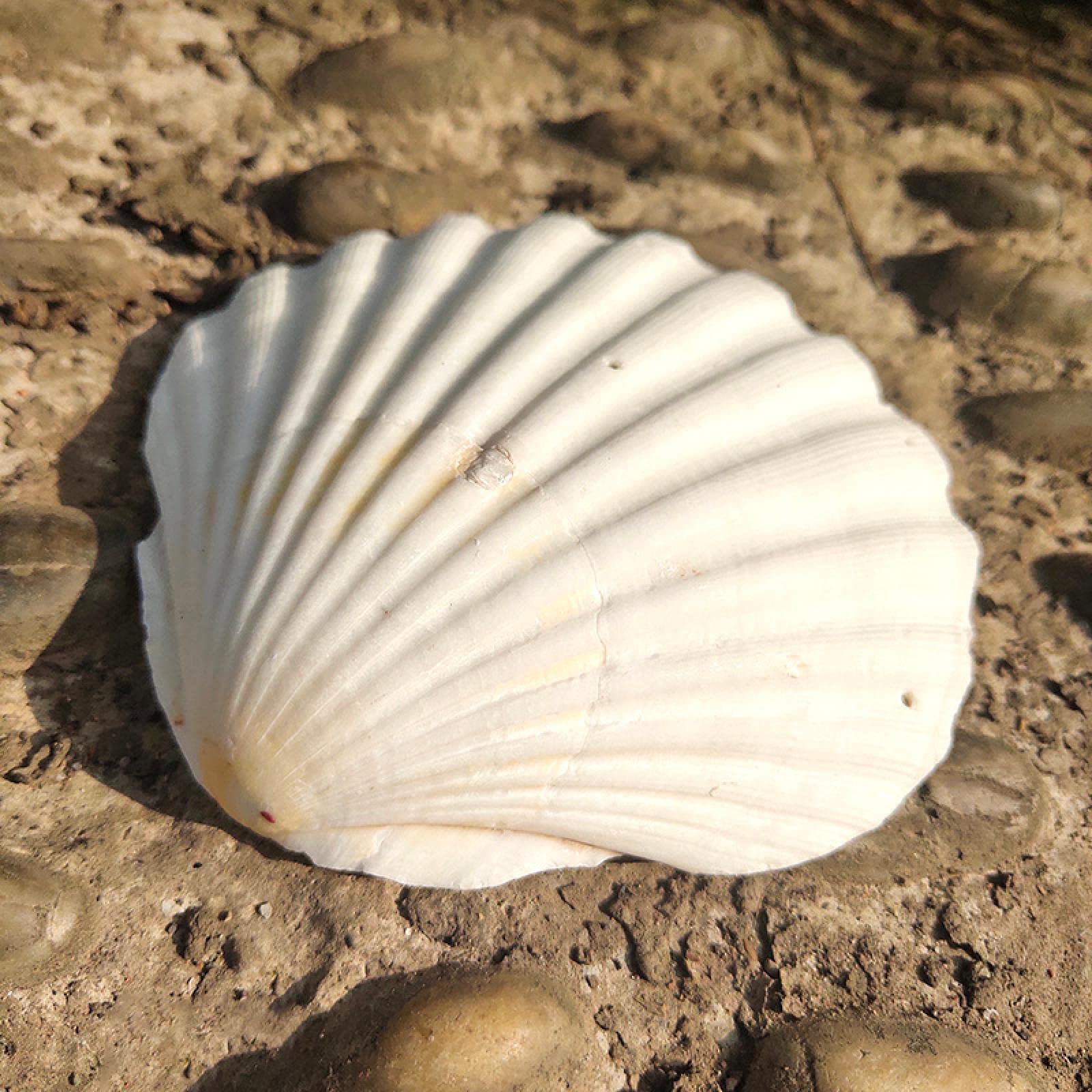 Coquillages de mer naturels blancs pour décoration de mariage sur la plage et table d'été