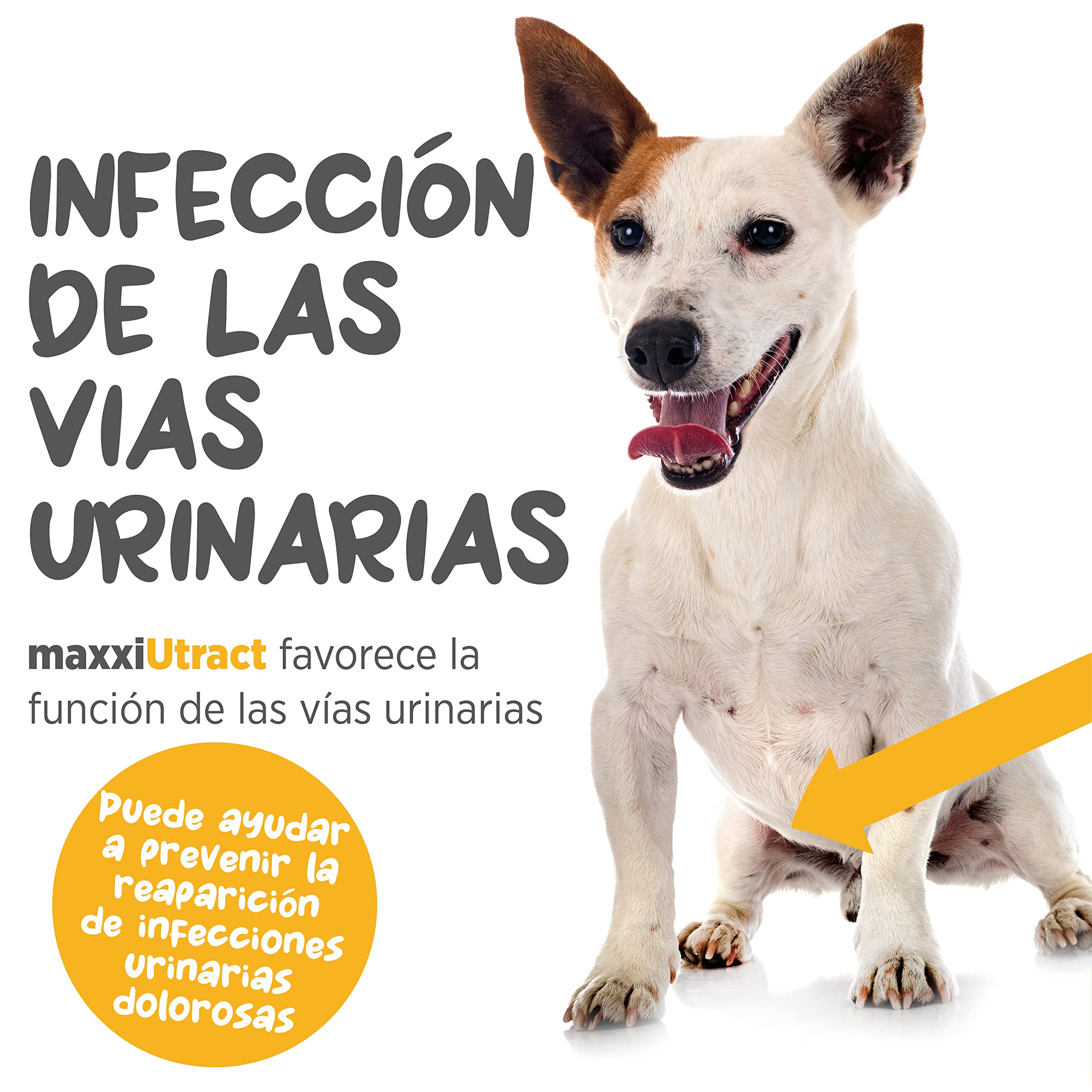 maxxipaws maxxiUtract Apoyo Urinario y de la Vejiga para Perros - Suplemento en Polvo, 150g