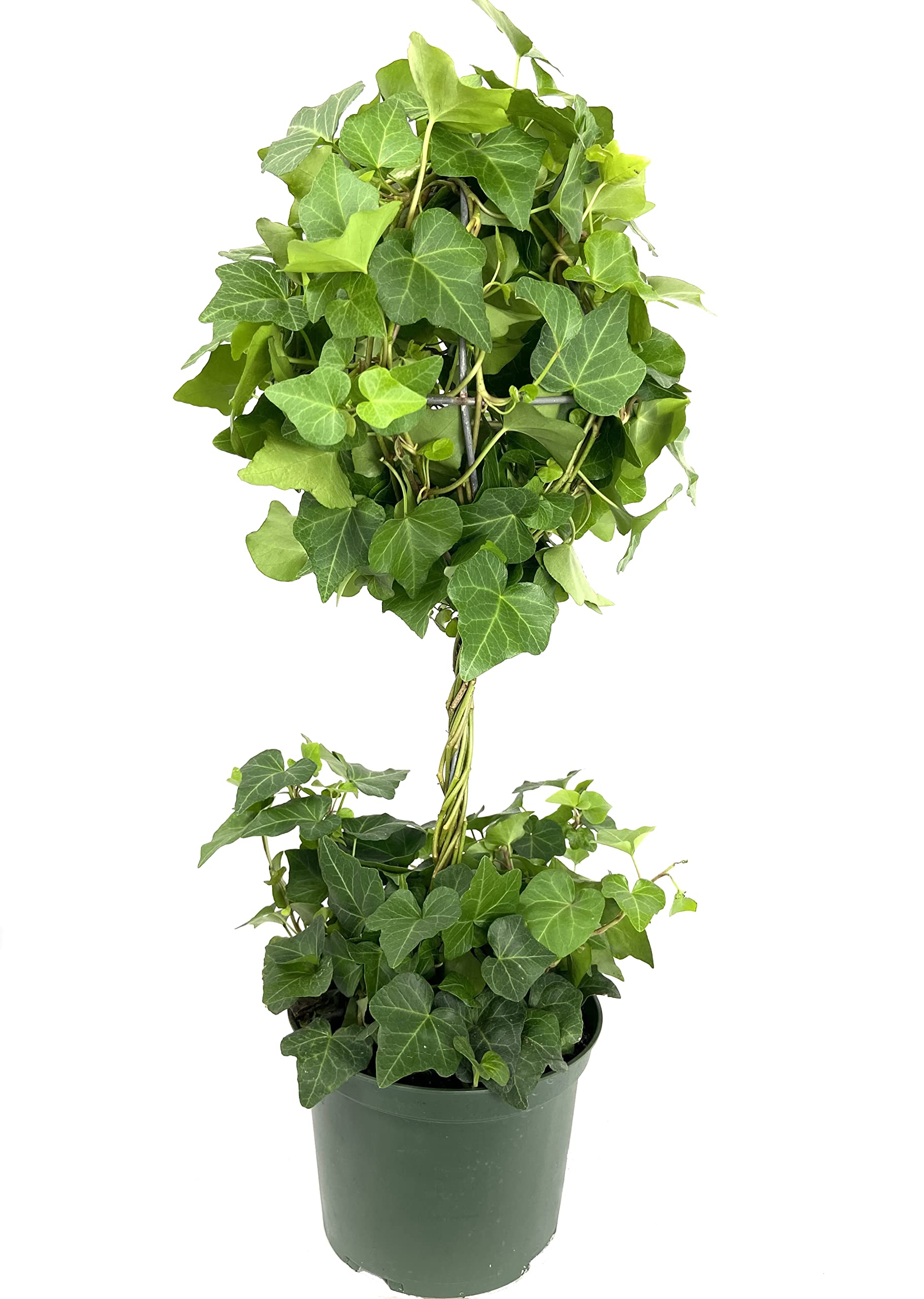 【Ebi Botanical Life】 Amazon.com : English Ivy Globe - Live Plant in a 6 Inch Growers