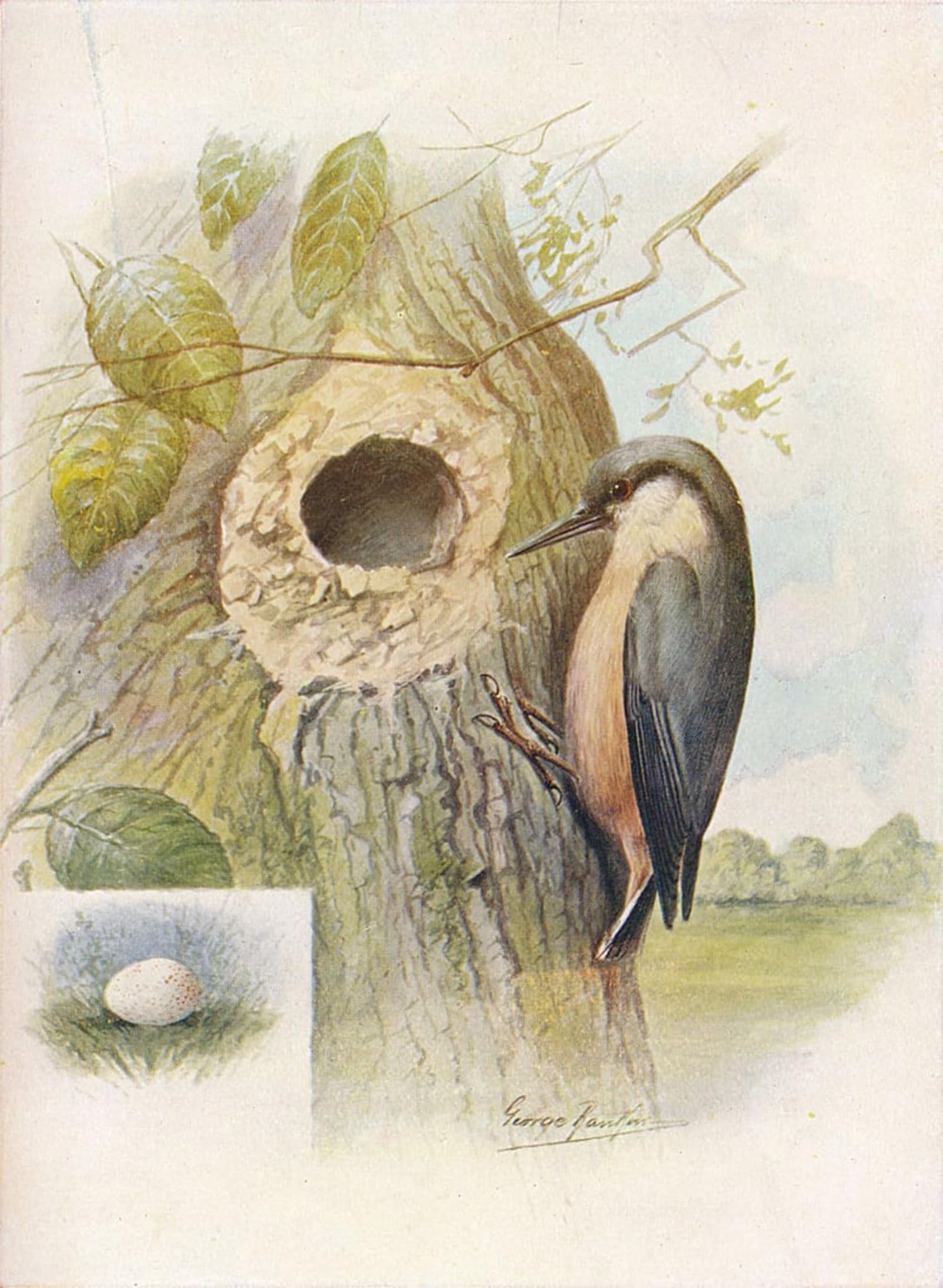 POSTERIIk Famous Modern Artwork Art Mural Nut-hatch Sitta Caesia by George Rankin Oil Paintings Pictures for Home Decor 60x90cm